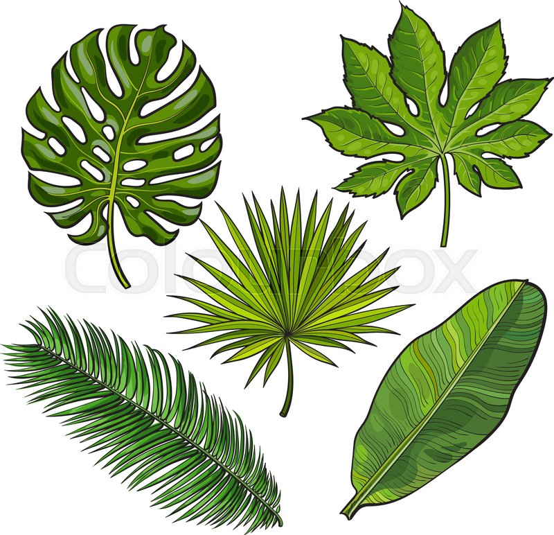 Jungle Leaves Drawing at GetDrawings | Free download