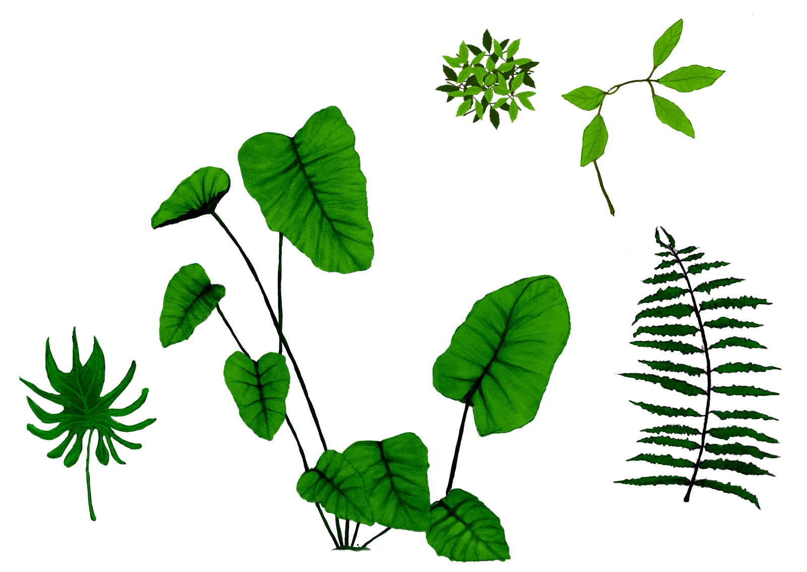 Jungle Plants Drawing at GetDrawings Free download