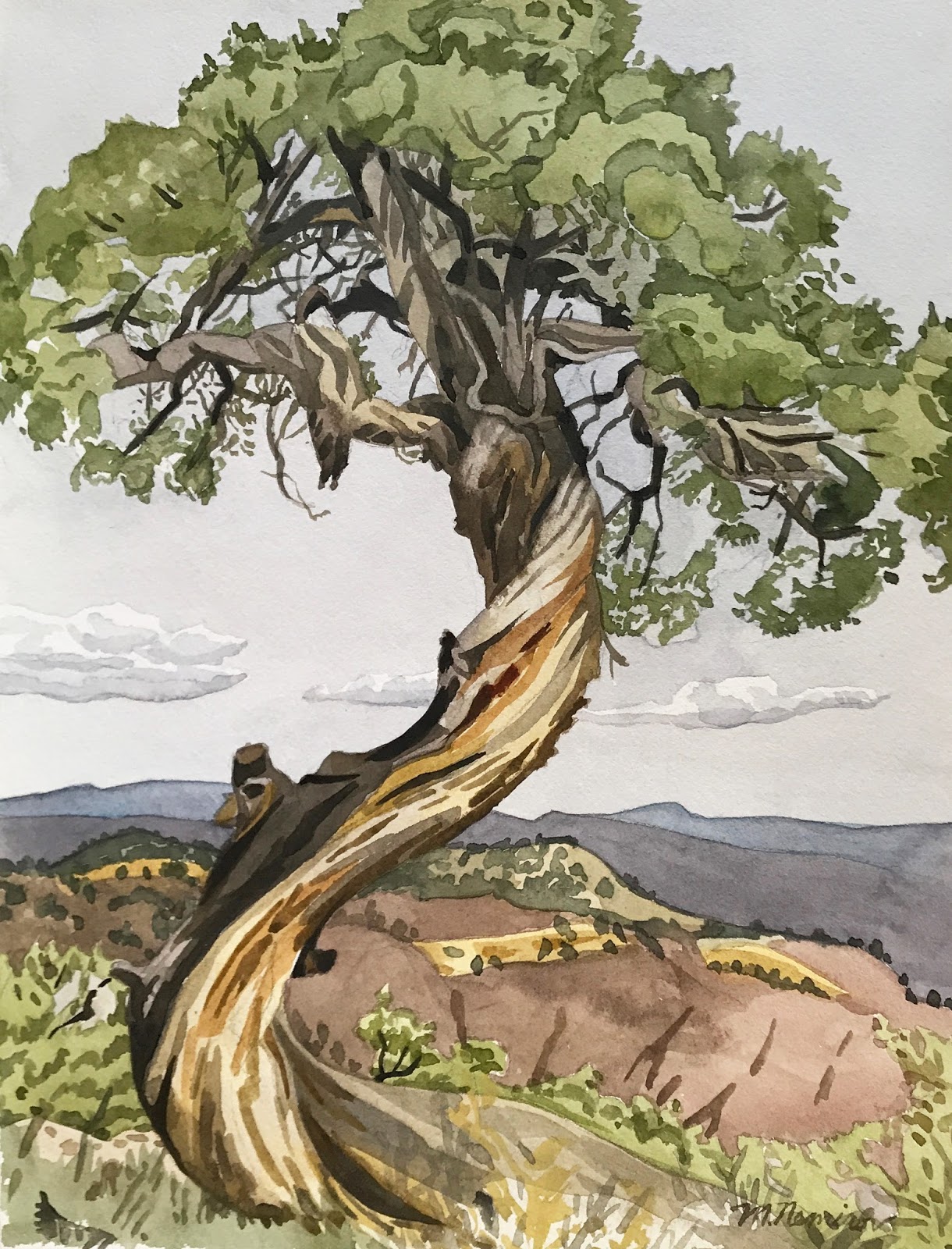 Juniper Tree Drawing at GetDrawings Free download