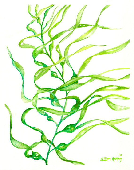 The best free Kelp drawing images. Download from 91 free drawings of