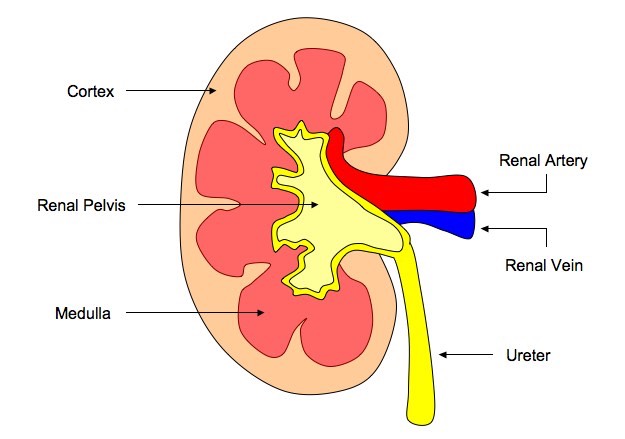 kidney-drawing-at-getdrawings-free-download