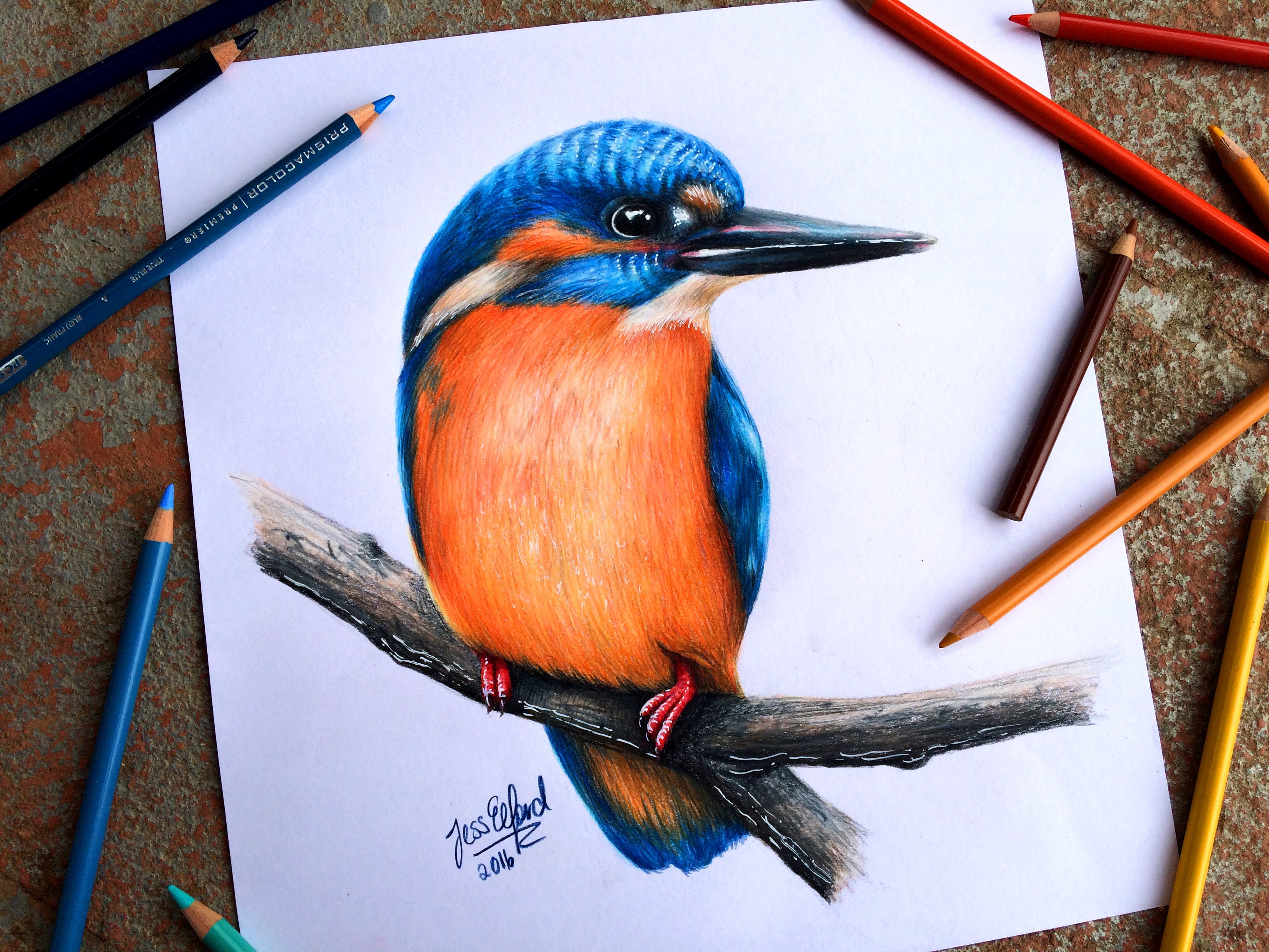 Kingfisher Bird Drawing At Getdrawings Free Download