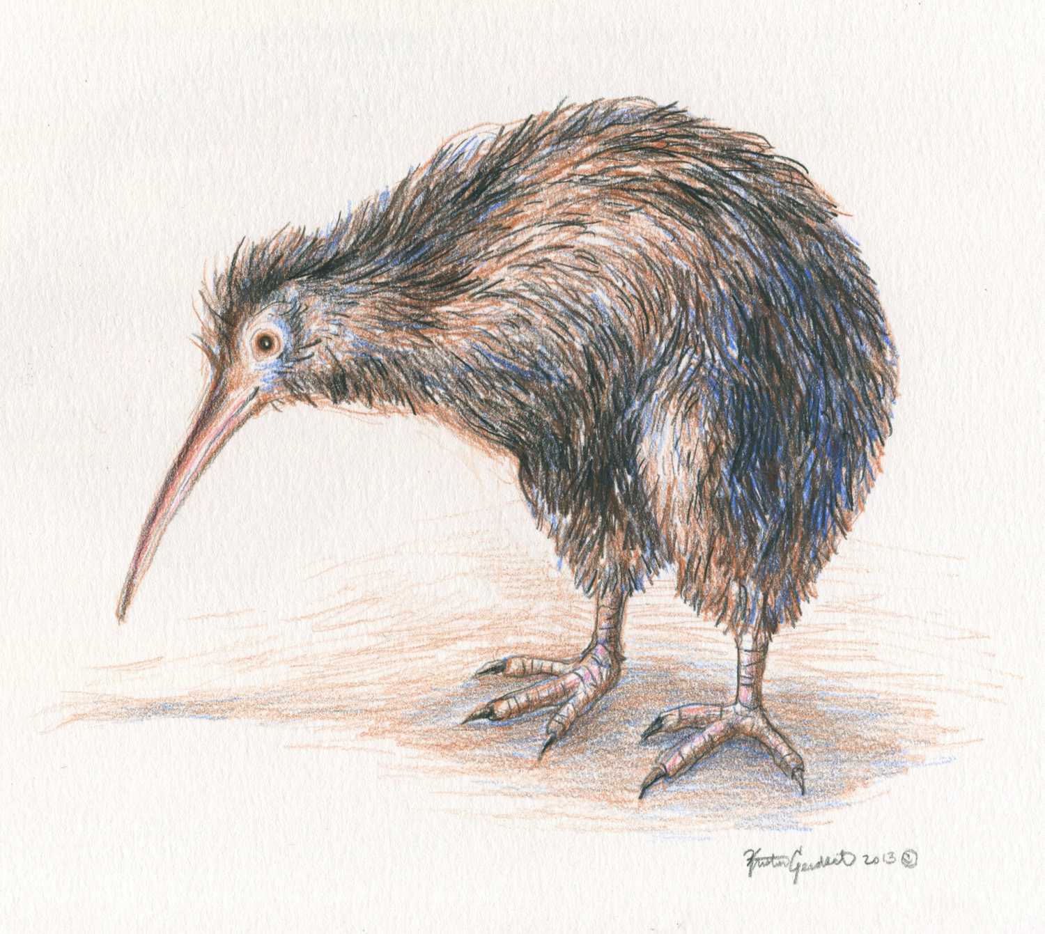 Kiwi Bird Drawing at GetDrawings Free download