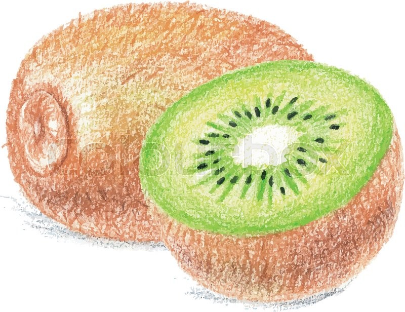 Kiwi Drawing at GetDrawings Free download