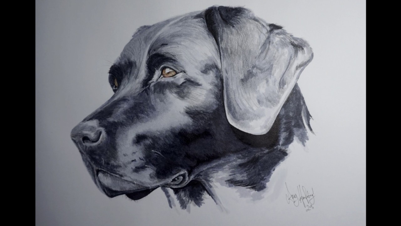 Labrador Dog Drawing at GetDrawings | Free download