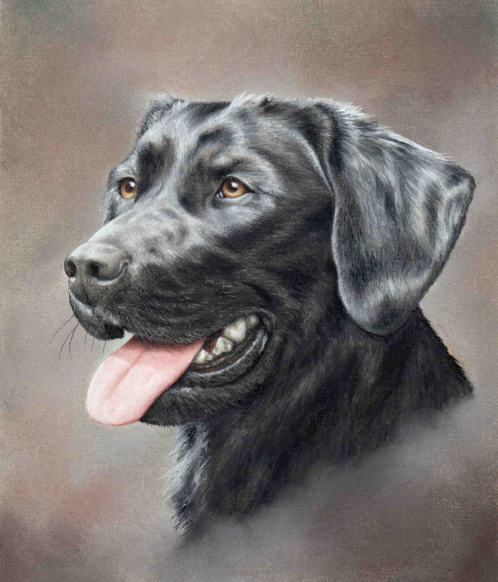 Labrador Drawing at GetDrawings Free download