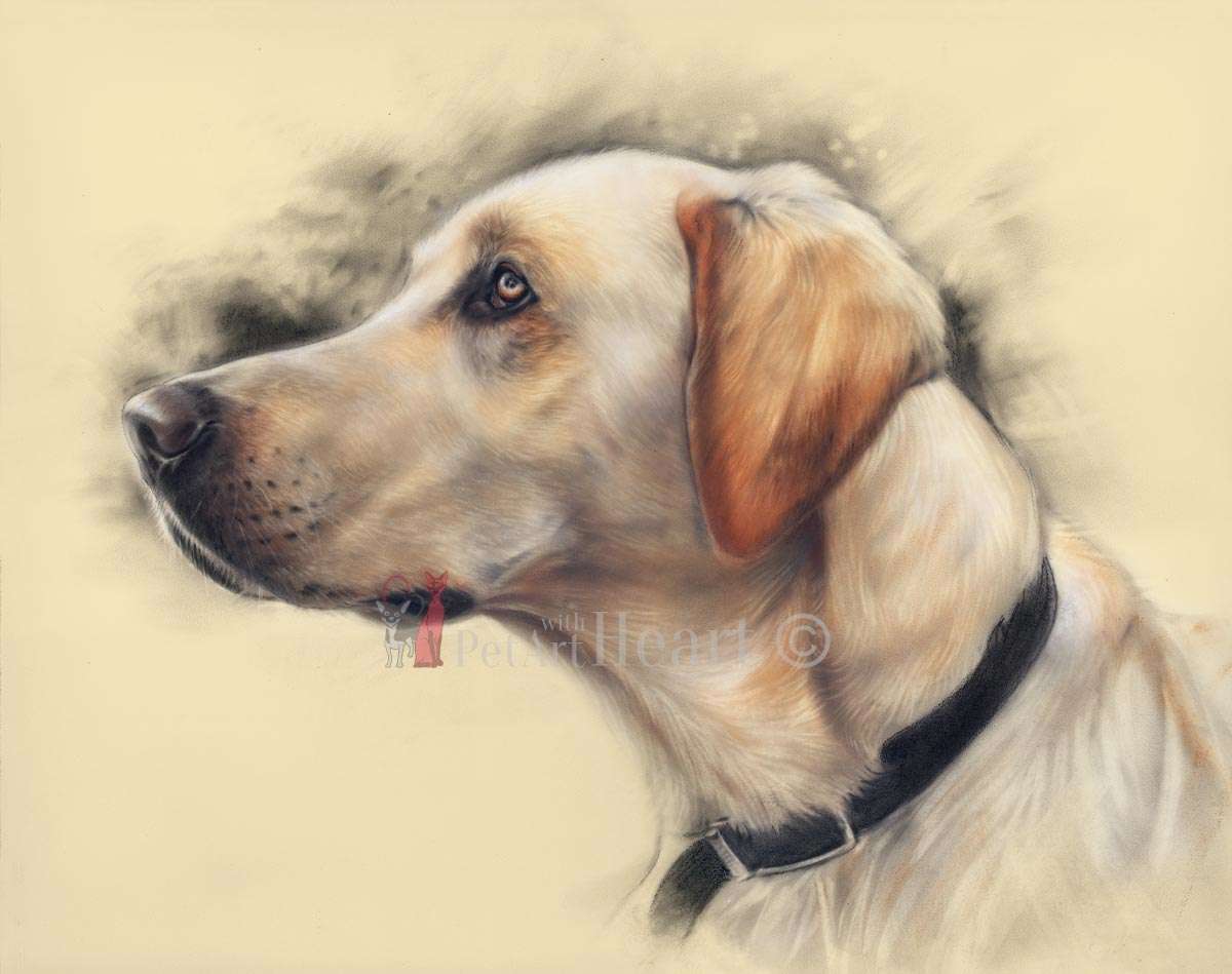 Labrador Retriever Drawing at GetDrawings Free download