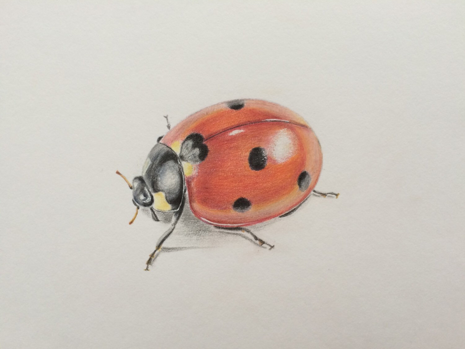 Ladybug Drawing Pictures at GetDrawings | Free download