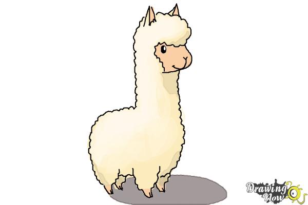 Lama Drawing at GetDrawings | Free download