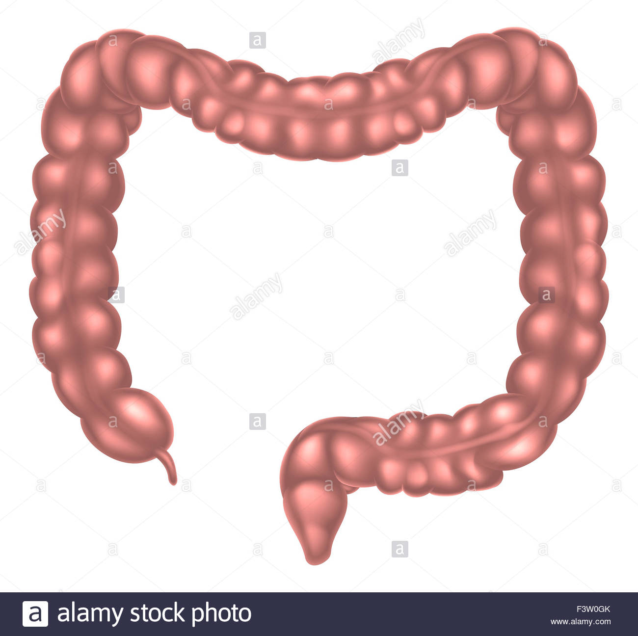 Large Intestine Drawing at GetDrawings | Free download