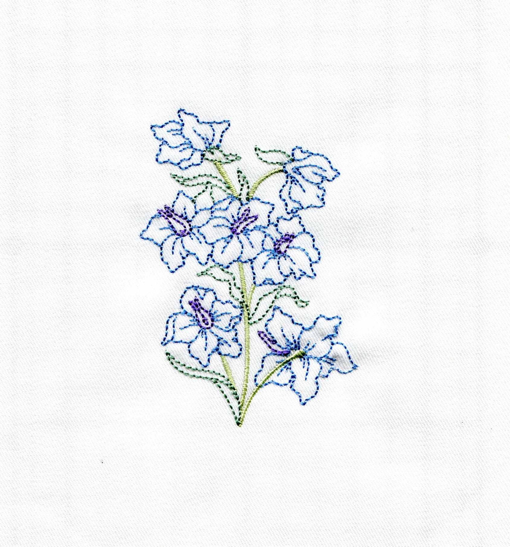 Larkspur flower drawing