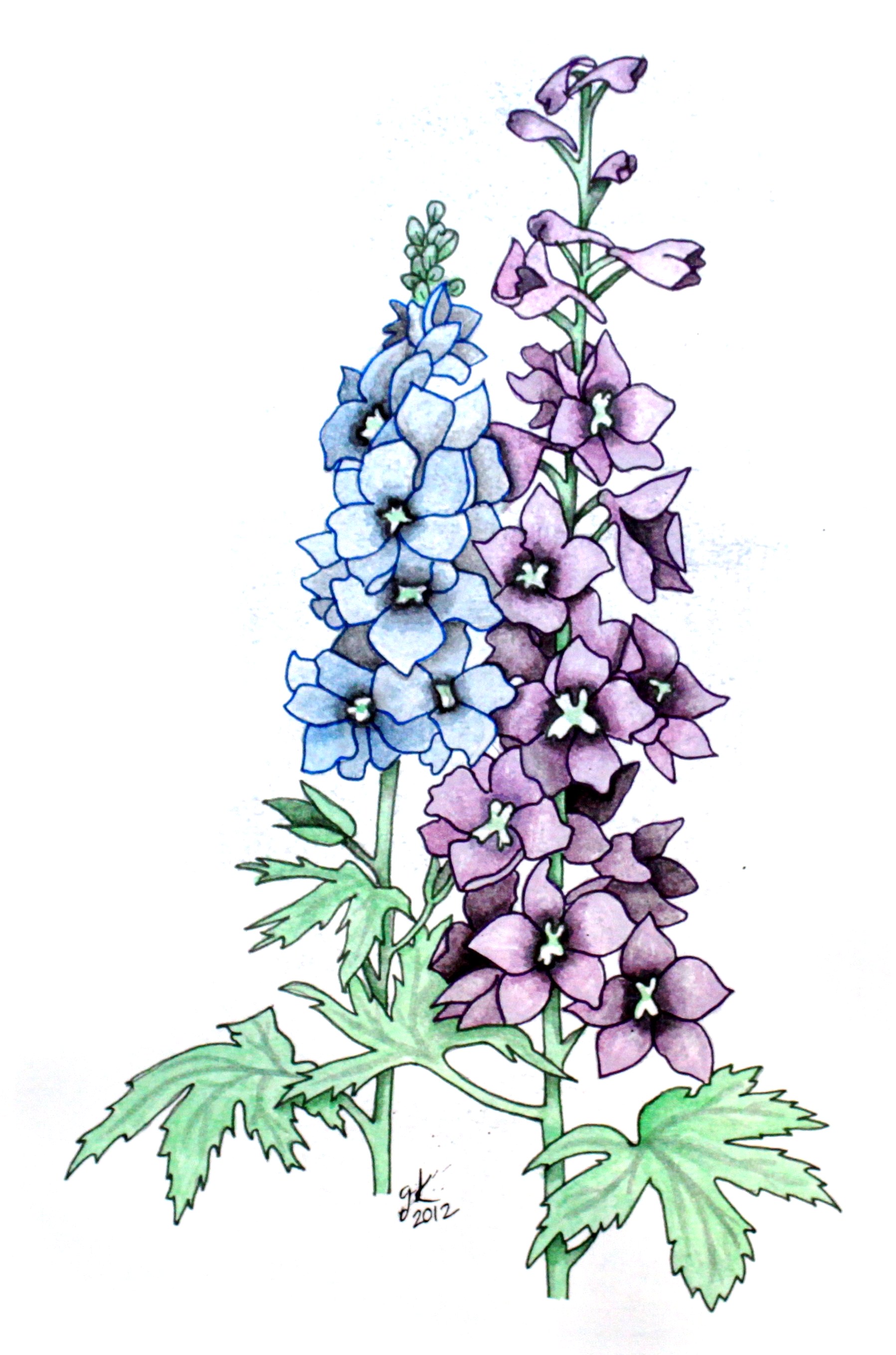 Larkspur Flower Drawing at GetDrawings | Free download