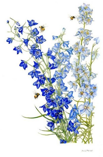 Larkspur Flower Drawing at GetDrawings | Free download