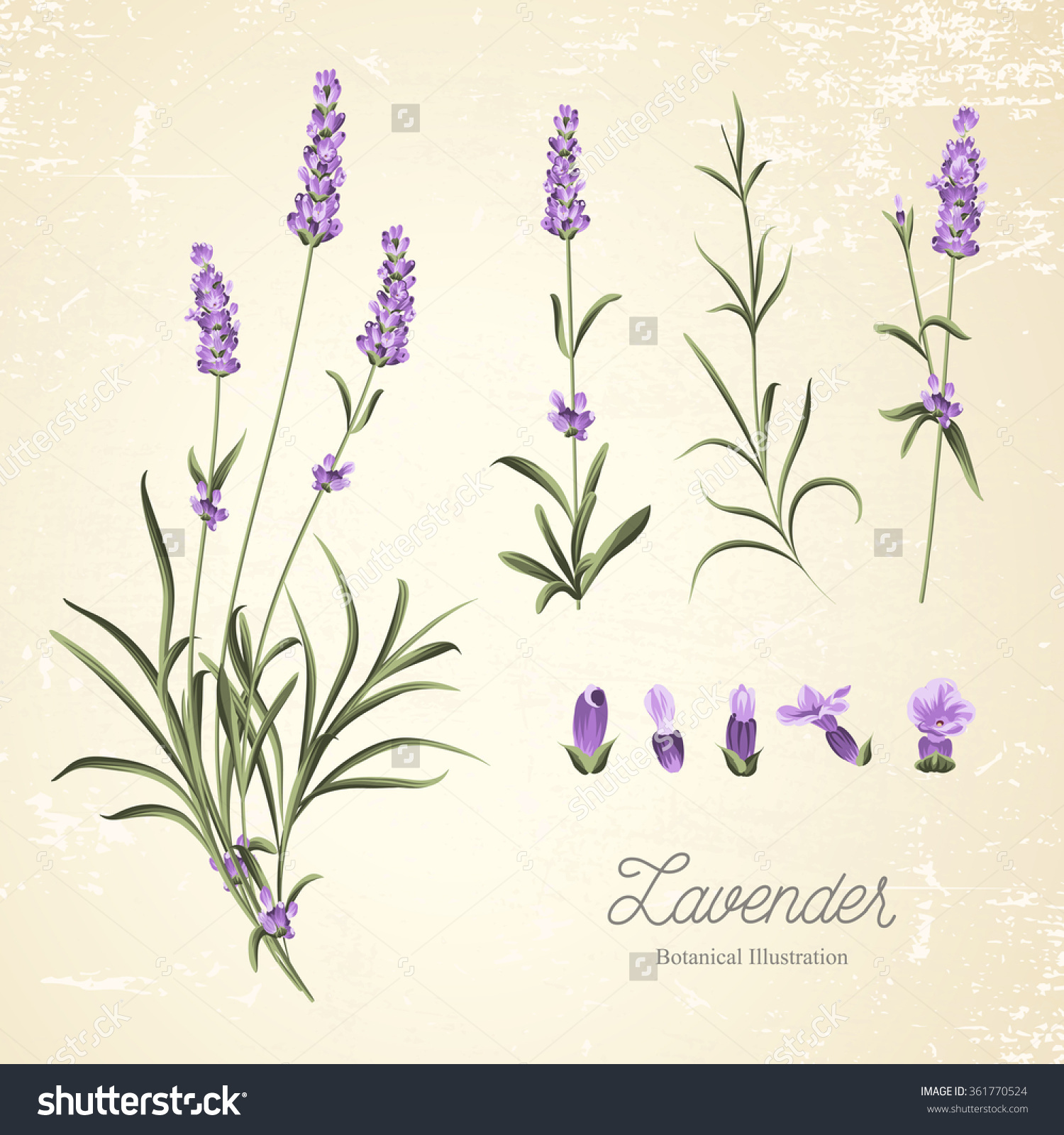 Lavender Botanical Drawing at GetDrawings Free download