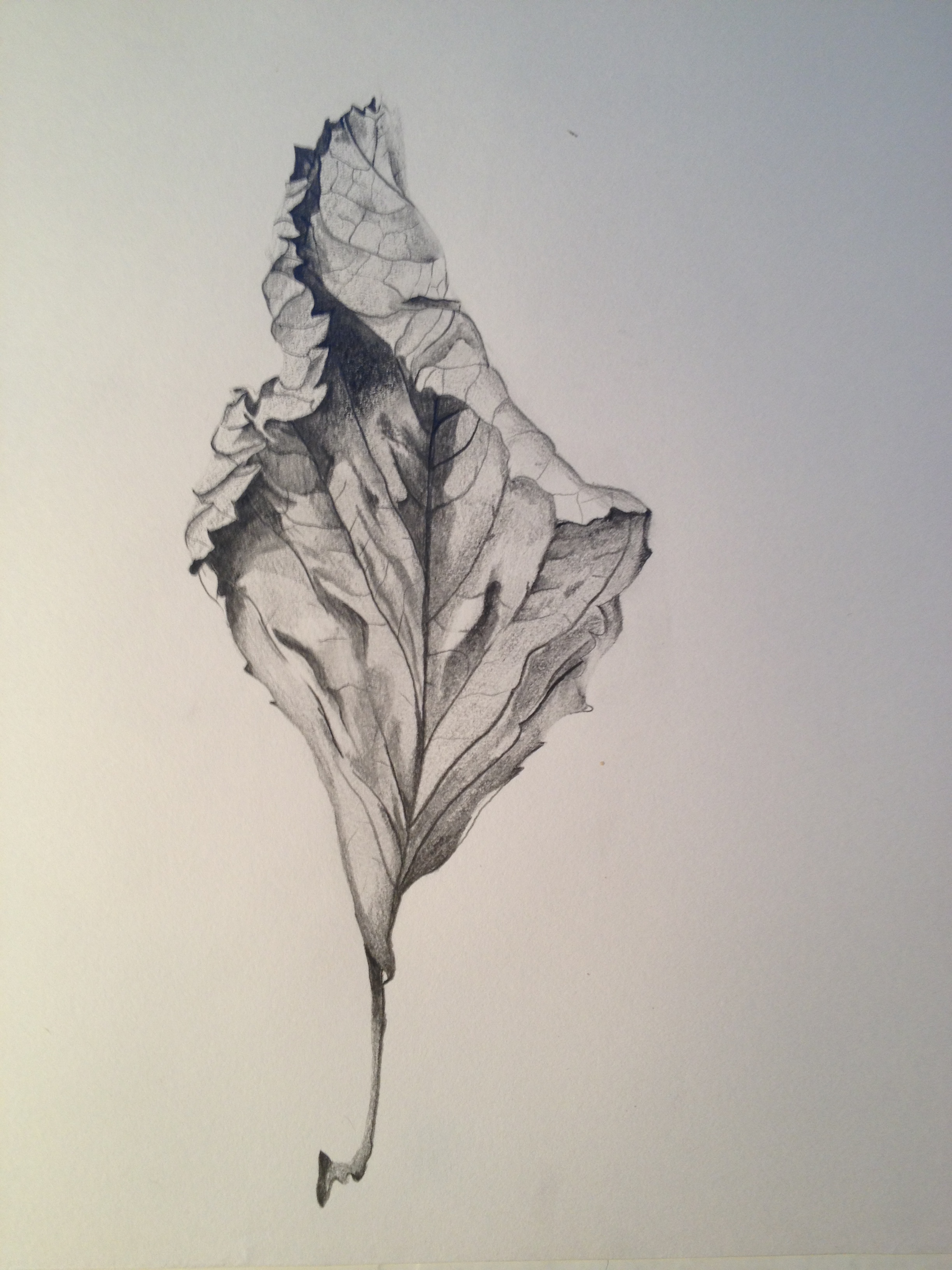 Leaf Drawing Pictures at GetDrawings Free download