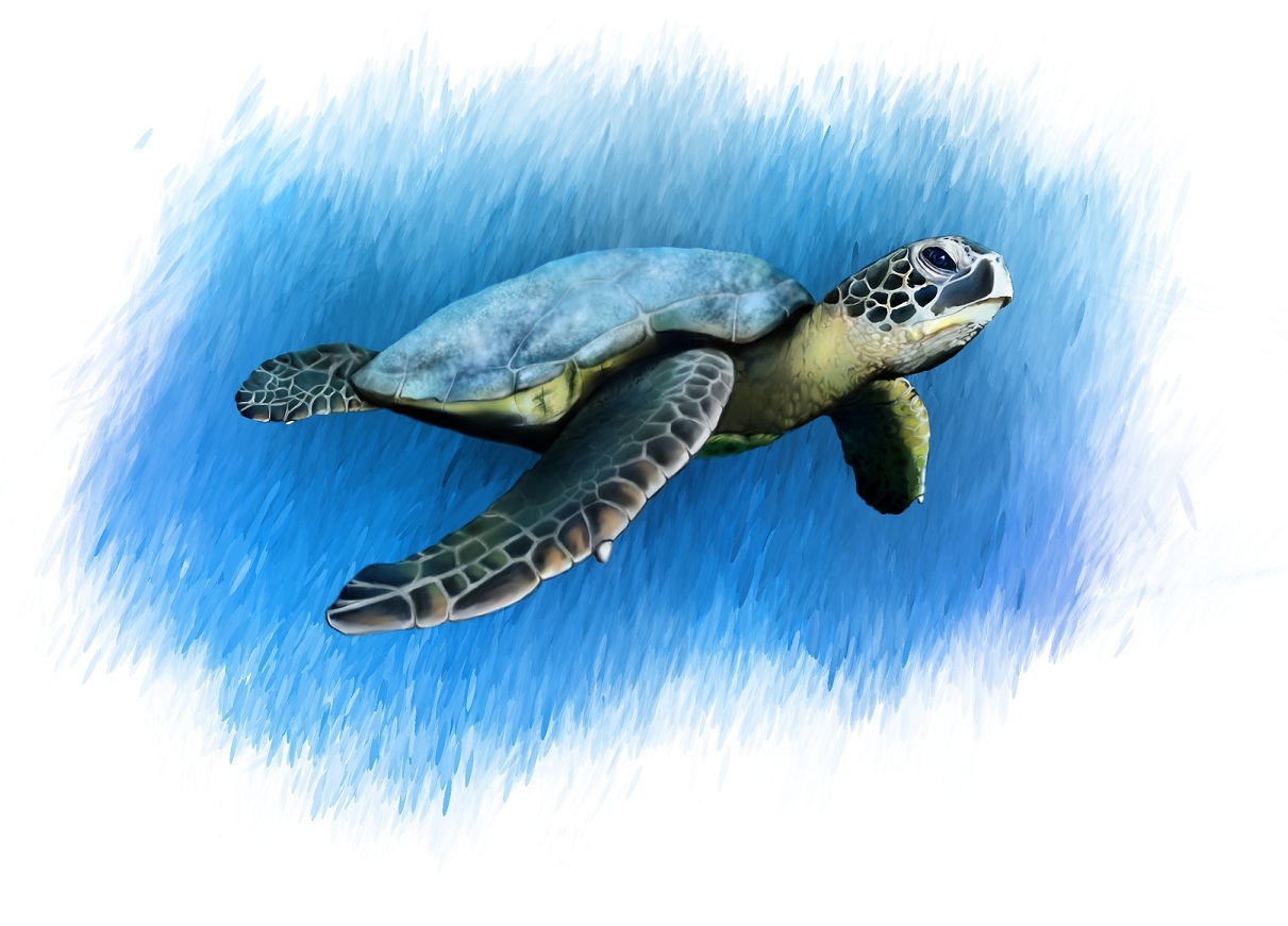 Leatherback Sea Turtle Drawing at GetDrawings Free download