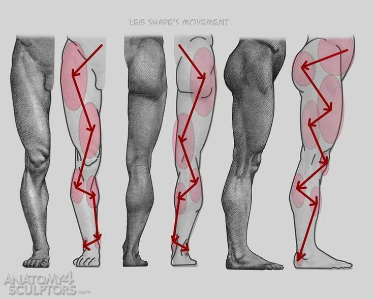 Leg Anatomy Drawing at GetDrawings | Free download