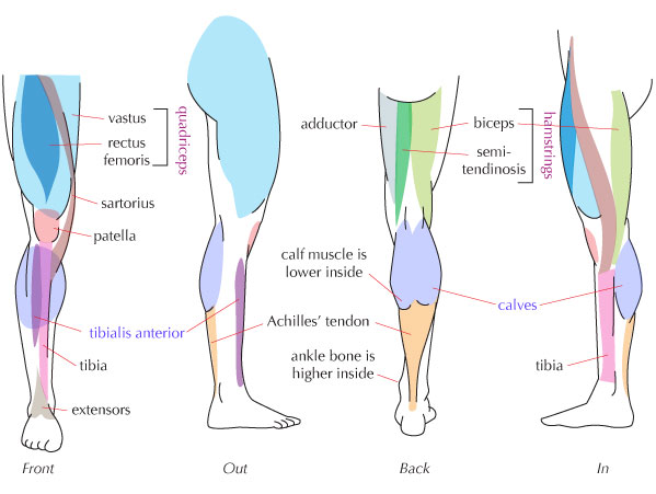 Leg Muscle Drawing At Getdrawings