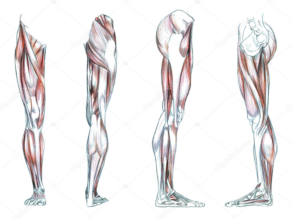 Leg Muscles Drawing At GetDrawings | Free Download