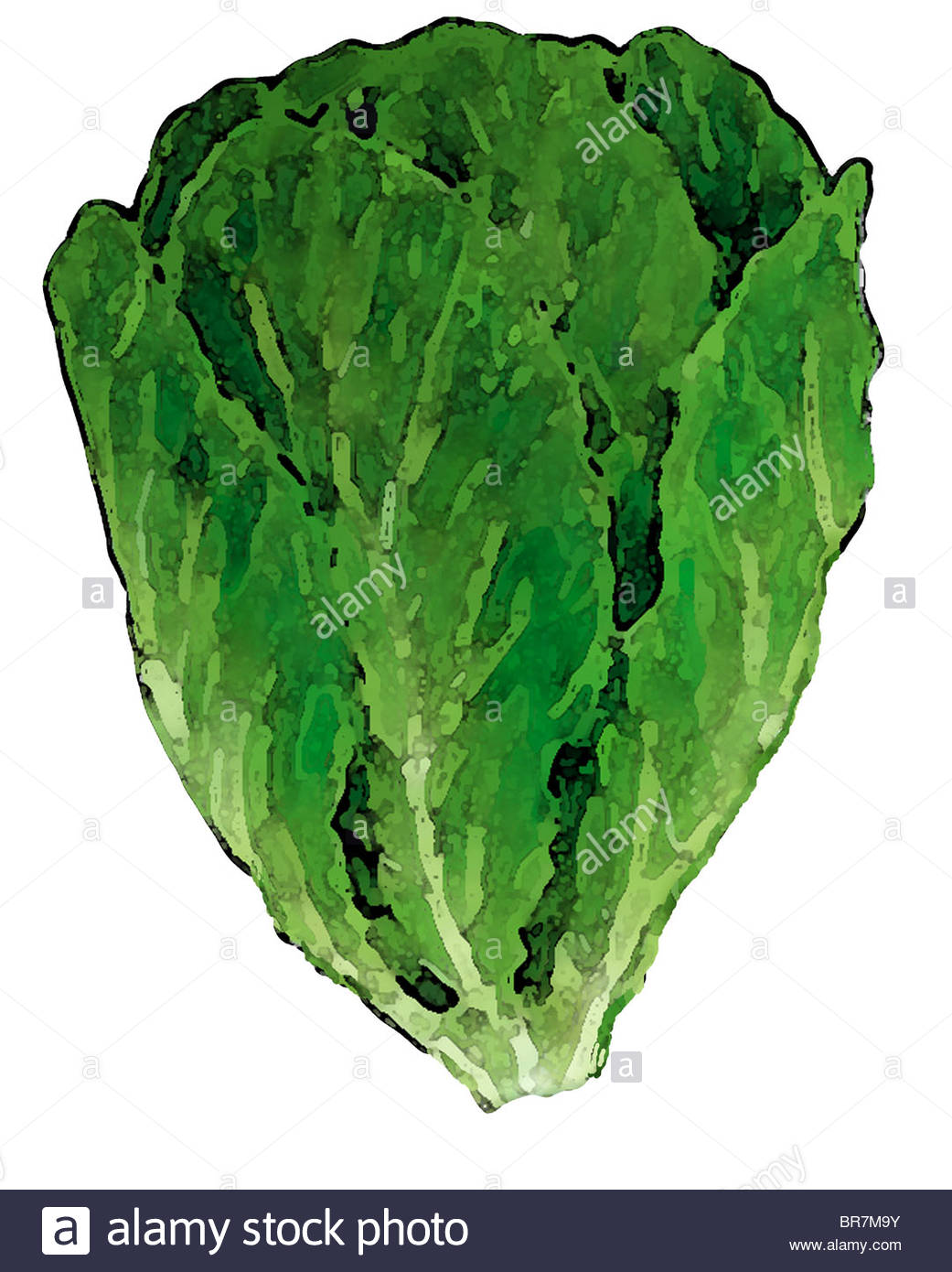 Lettuce Drawing at GetDrawings Free download