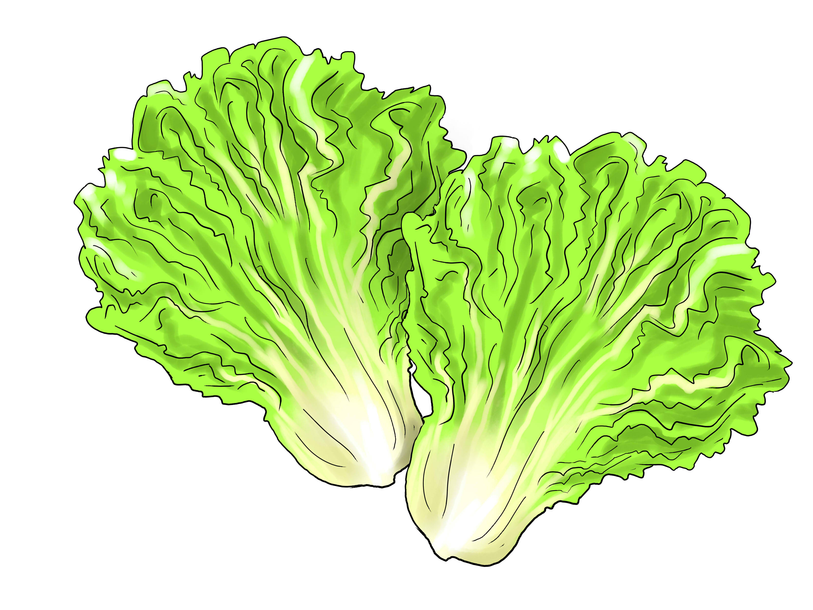 Lettuce Drawing at GetDrawings Free download