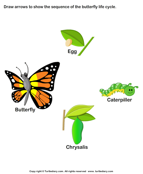 life-cycle-of-a-butterfly-drawing-at-getdrawings-free-download