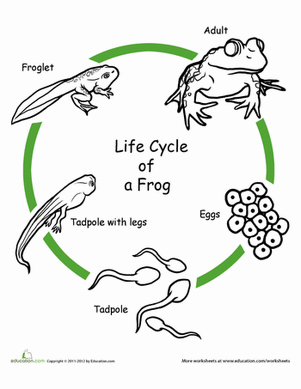 Life Cycle Of A Frog Drawing at GetDrawings | Free download