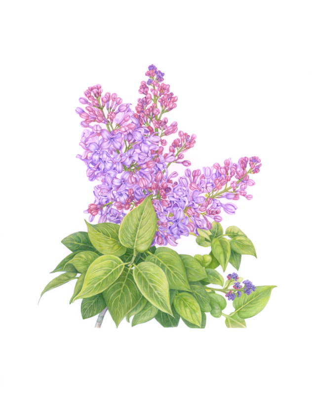 Lilac Botanical Drawing at GetDrawings Free download