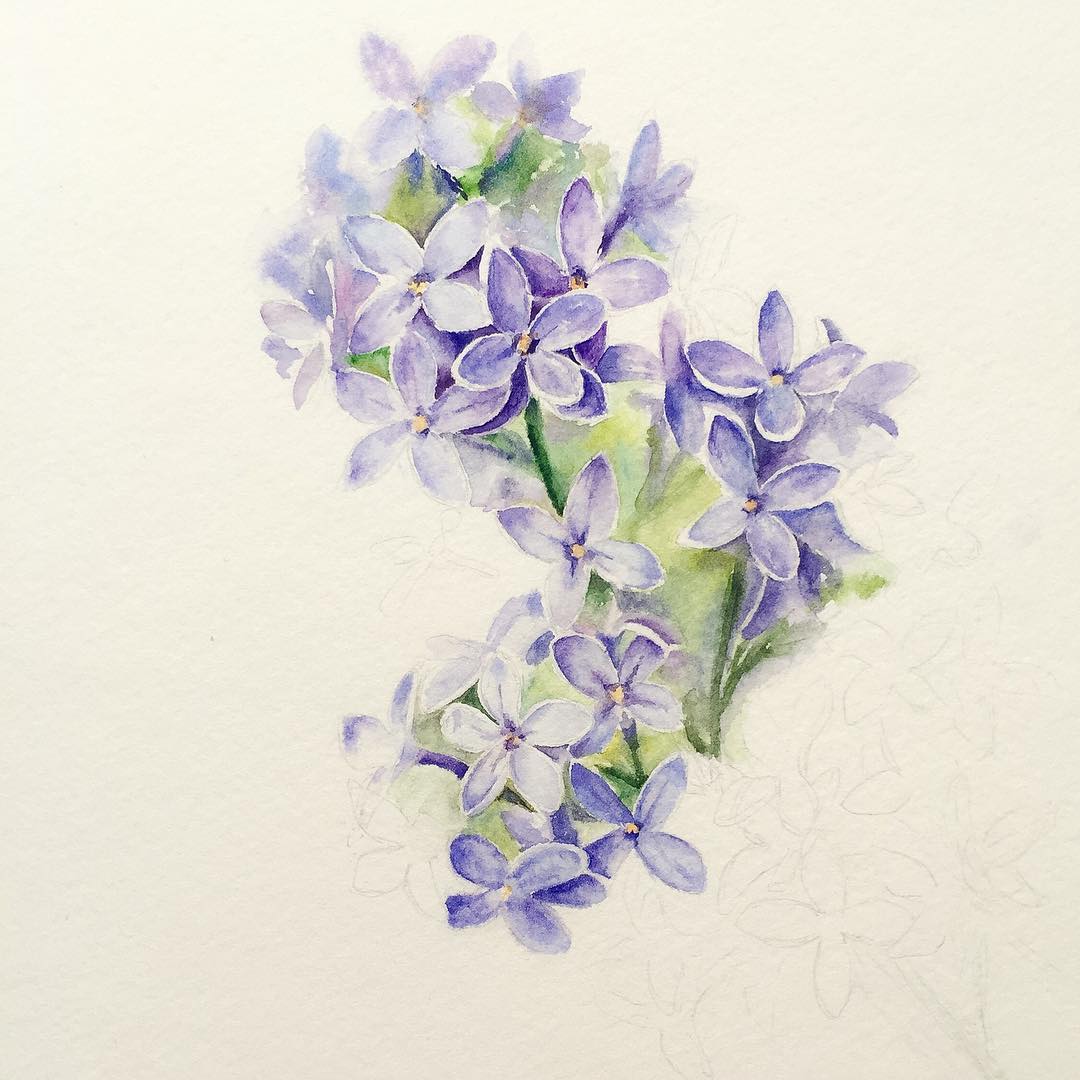 Lilac Drawing at GetDrawings Free download