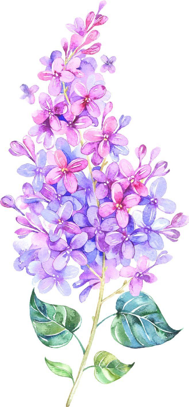 Lilac Flower Drawing at GetDrawings Free download