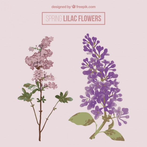 Lilac Flower Drawing at GetDrawings | Free download