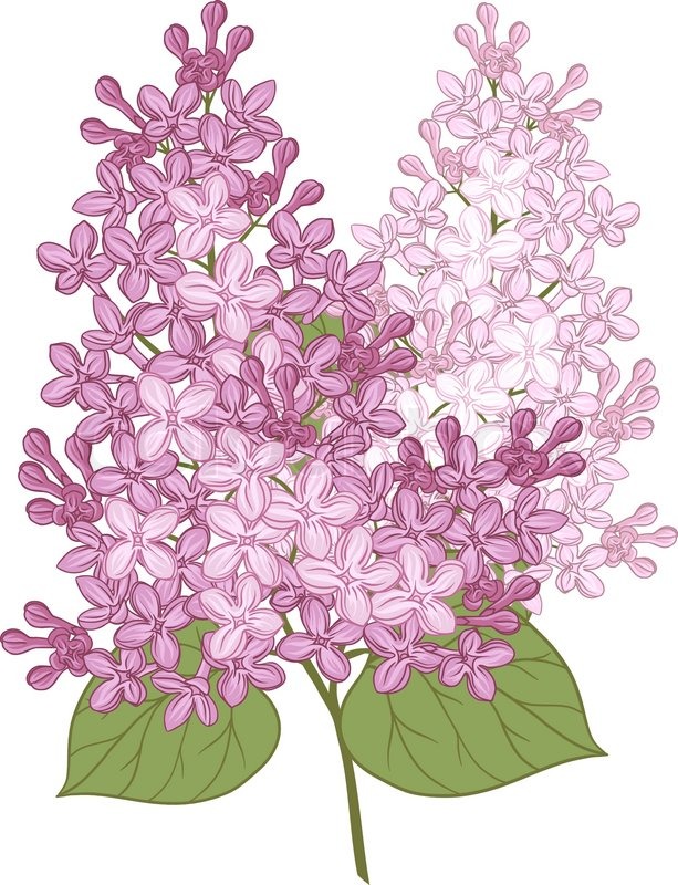 lilac drawing