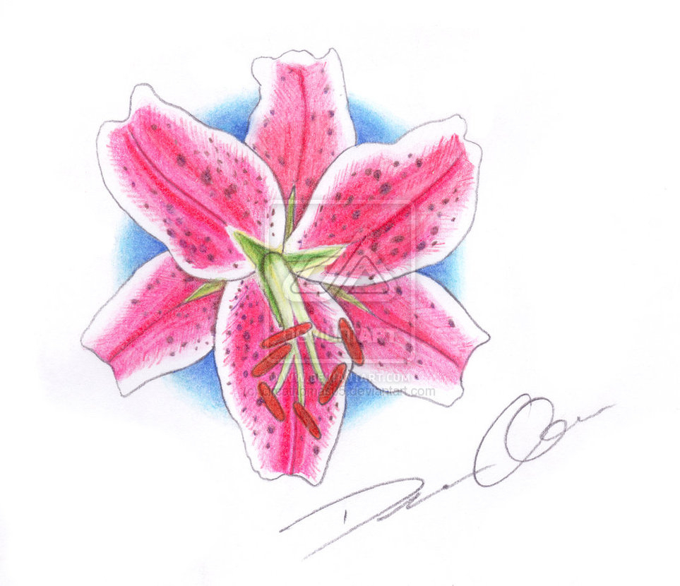 963x830 Stargazer Lily Drawing Cliparts Stargazer Lilly Free Download.