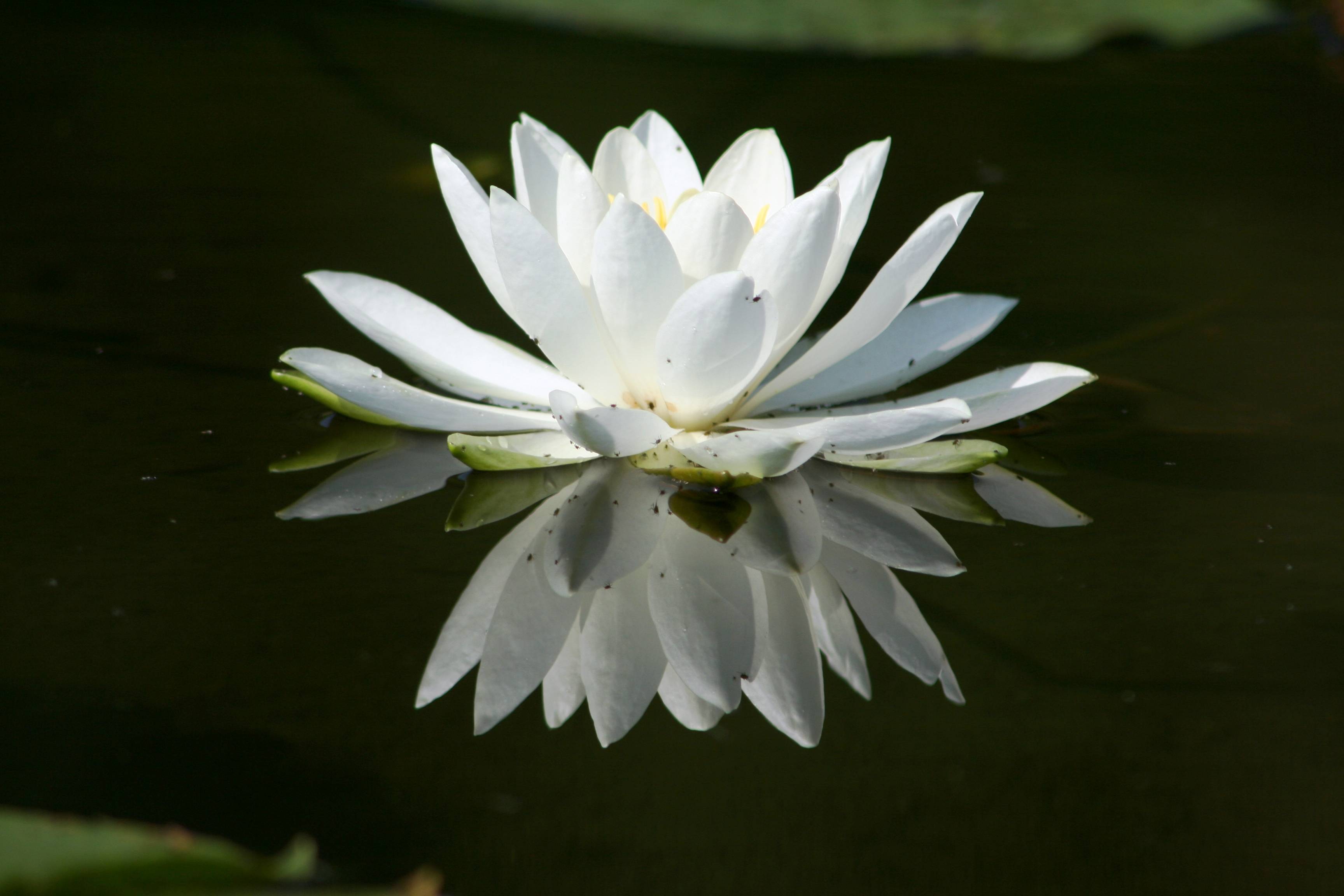 Lily Pad Flower Drawing at GetDrawings Free download