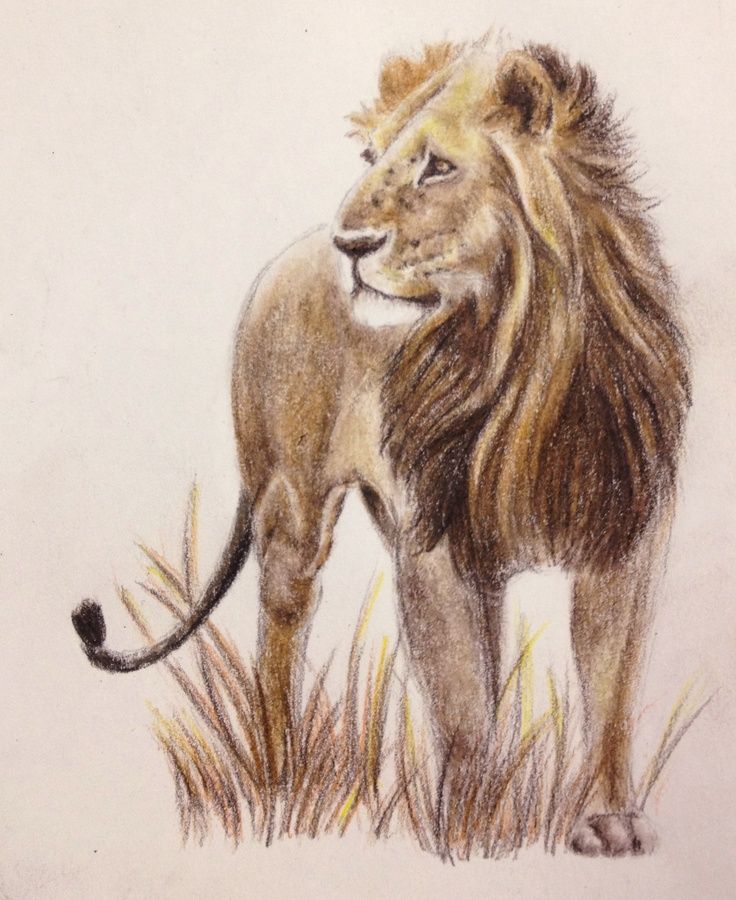 Lion Color Drawing At Getdrawings Free Download