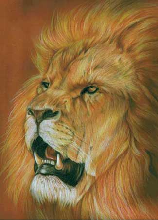 Lion Drawing Color at GetDrawings | Free download