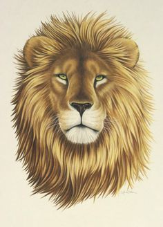 Lion Drawing Color at GetDrawings | Free download