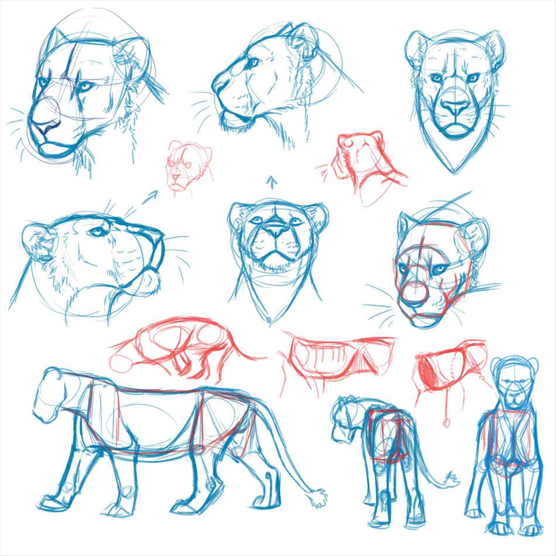 Lion Drawing Step By Step at GetDrawings | Free download