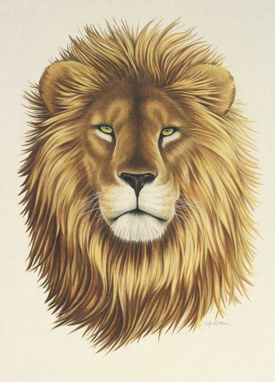 Lion Face Drawing at GetDrawings Free download