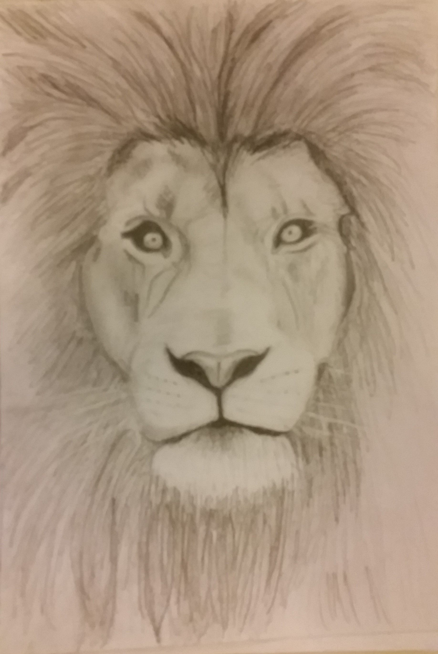 Top How To Draw A Realistic Lion Face of the decade Don t miss out 