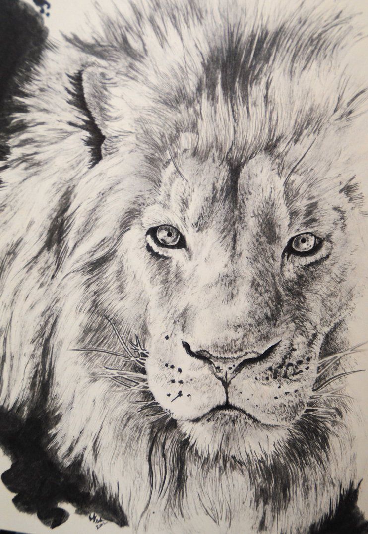Lion Mane Drawing at GetDrawings Free download