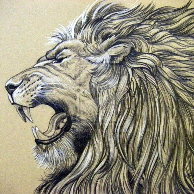 Lion Mane Drawing at GetDrawings Free download