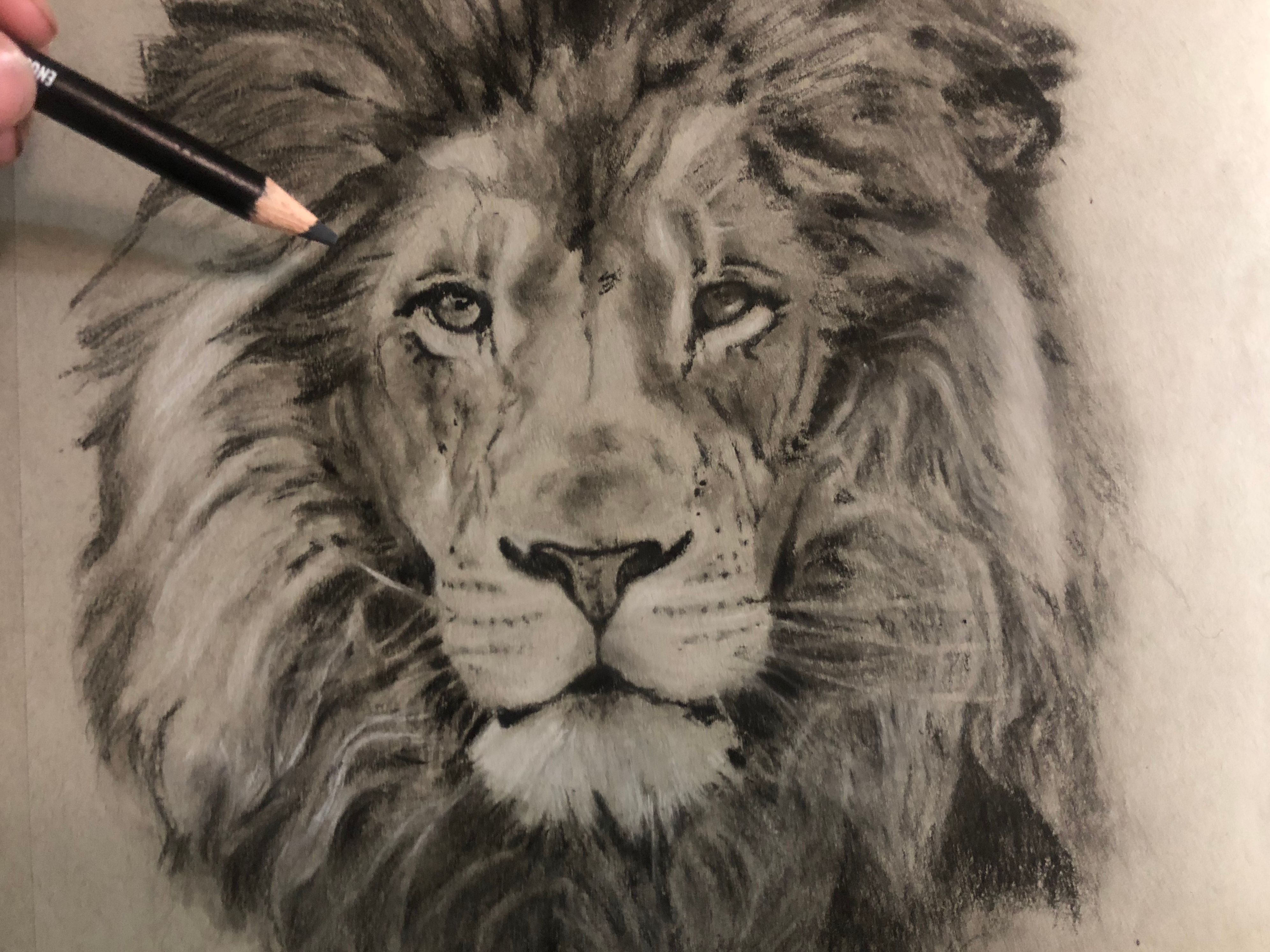 Lion Realistic Drawing at GetDrawings Free download