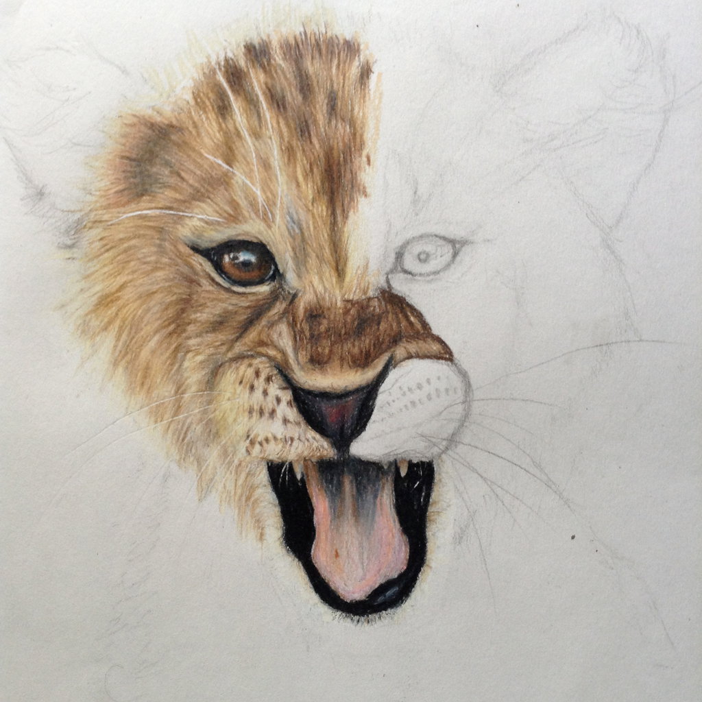 lion sitting drawing