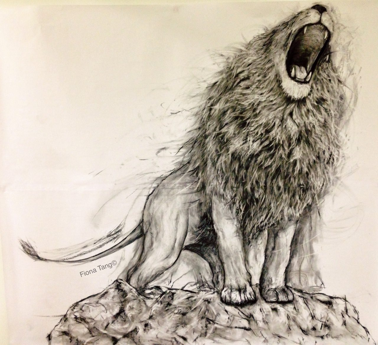 a lion drawing