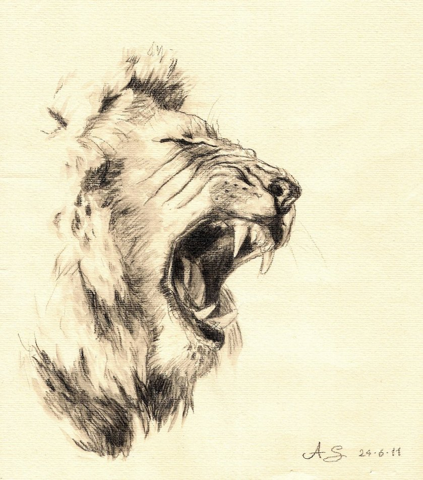 Lion Roaring Drawing at GetDrawings Free download