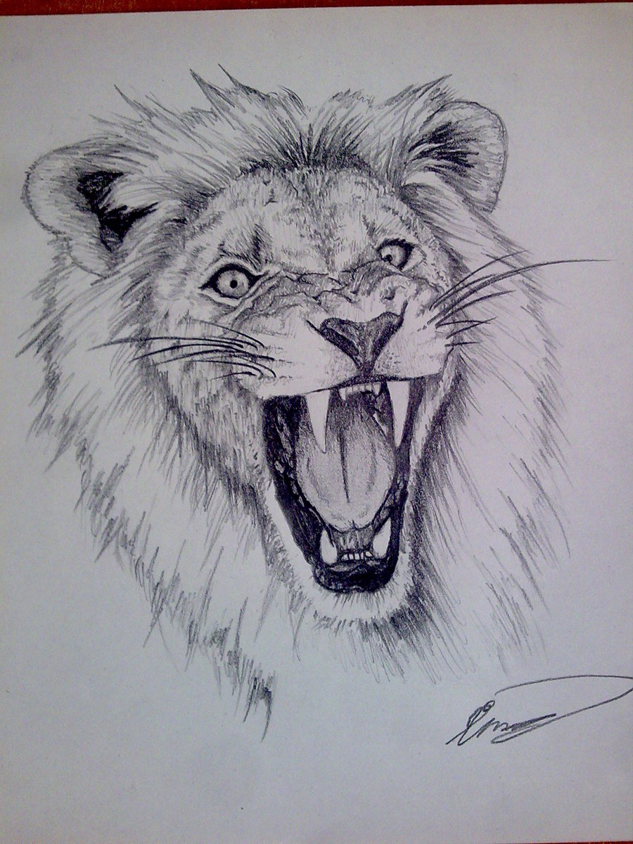 lion sketch