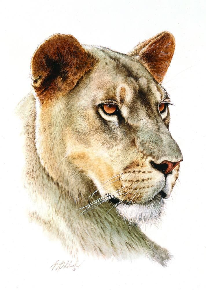 lioness tattoo drawing