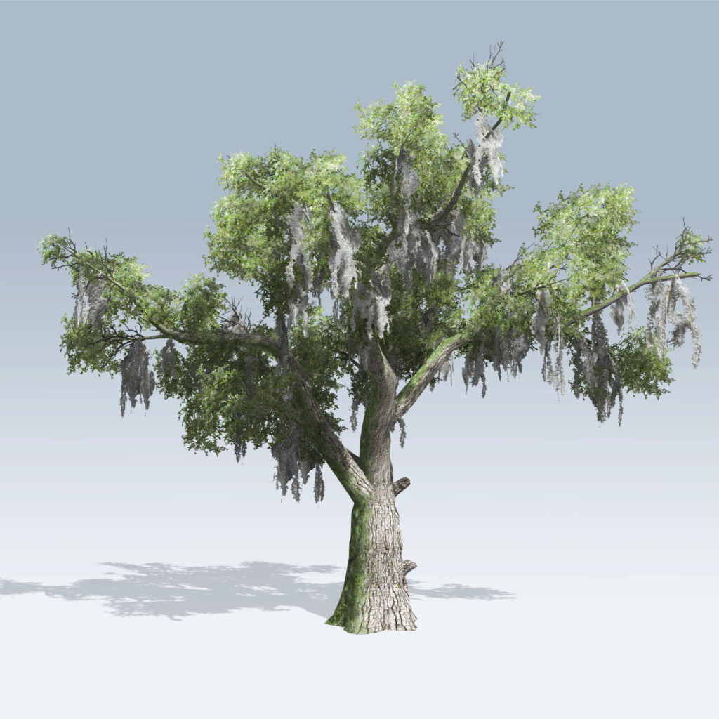 Live Oak Tree Drawing at GetDrawings Free download