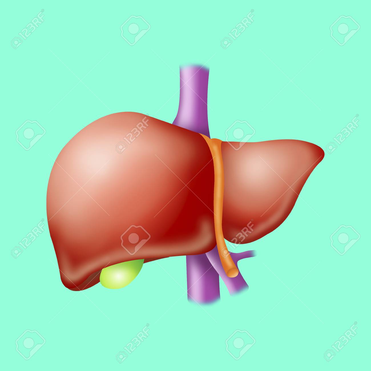 Liver drawing